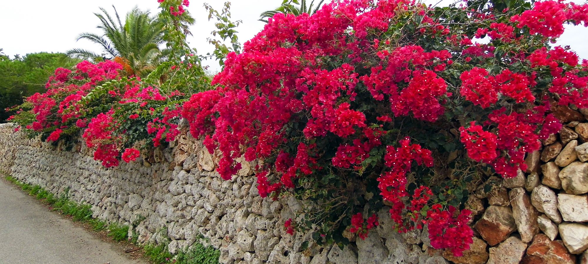 Walking through the resort of Cala Blanca