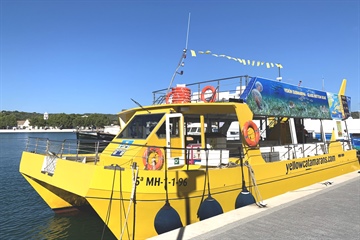 Yellow Catamarans