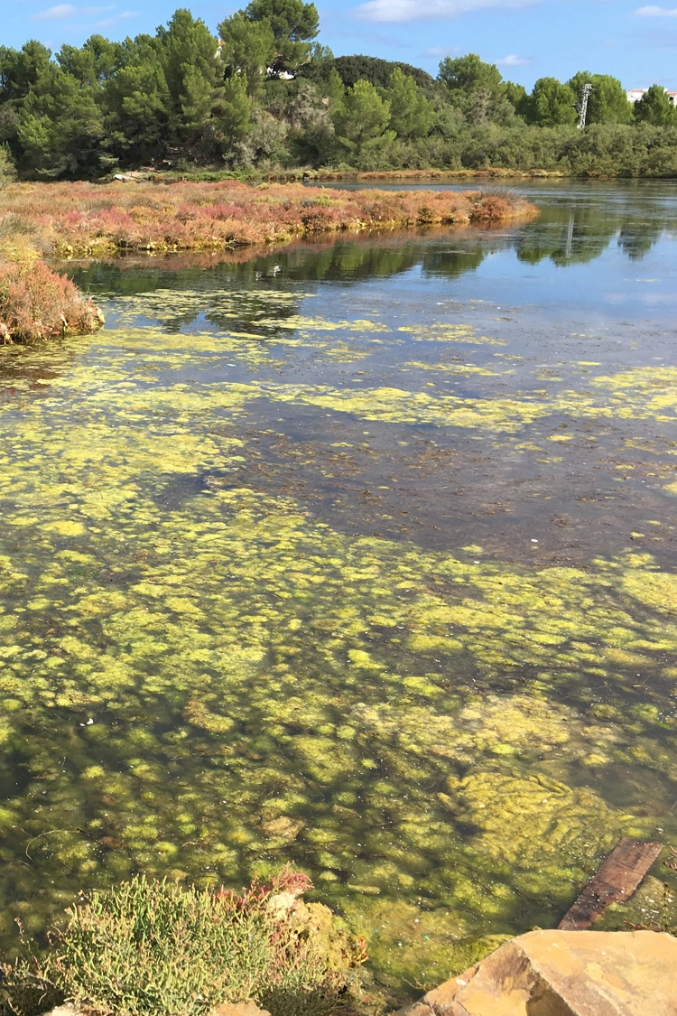 Lagoon at S’Albufera des Grau Natural Park