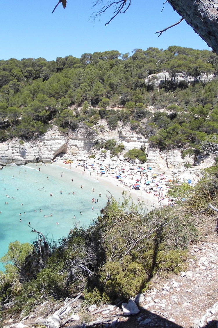 Pine trees behind the beach