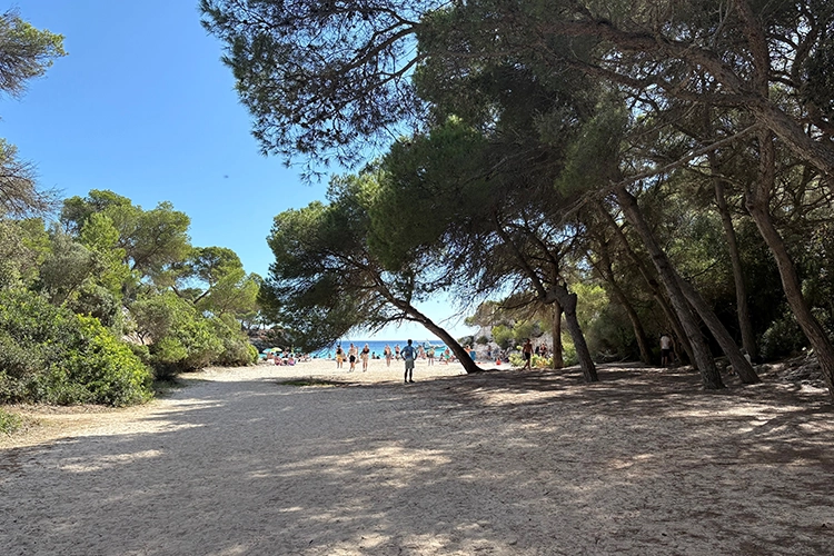 Shaded area behind the beach and on the way to the car park