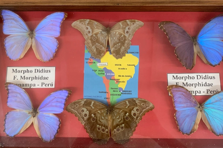 A collection of Morpho butterflies from the natural science museum in Menorca