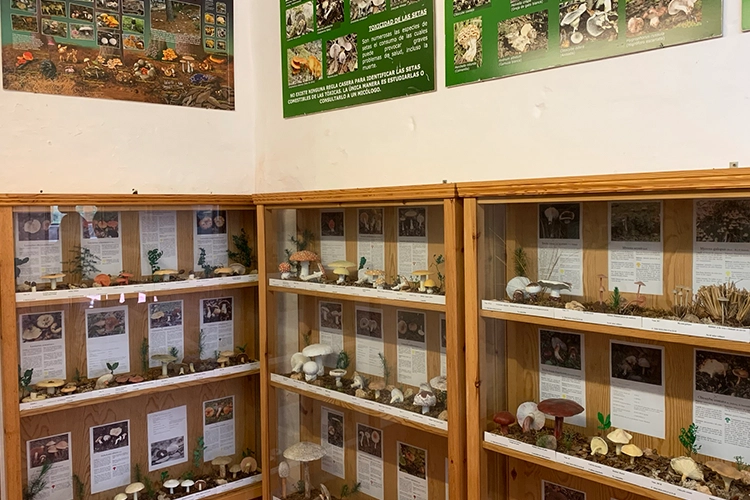 Handcrafted and painted clay models of mushrooms in the science museum