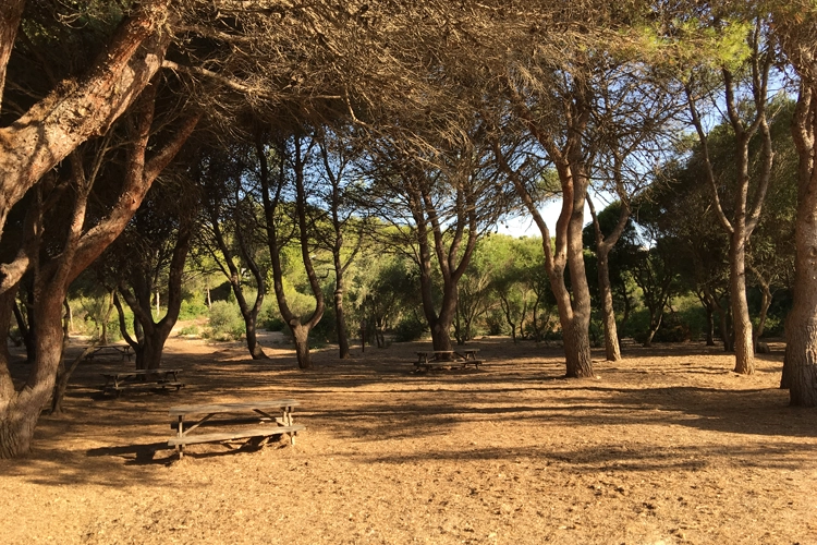 Midday shade from behind the beach